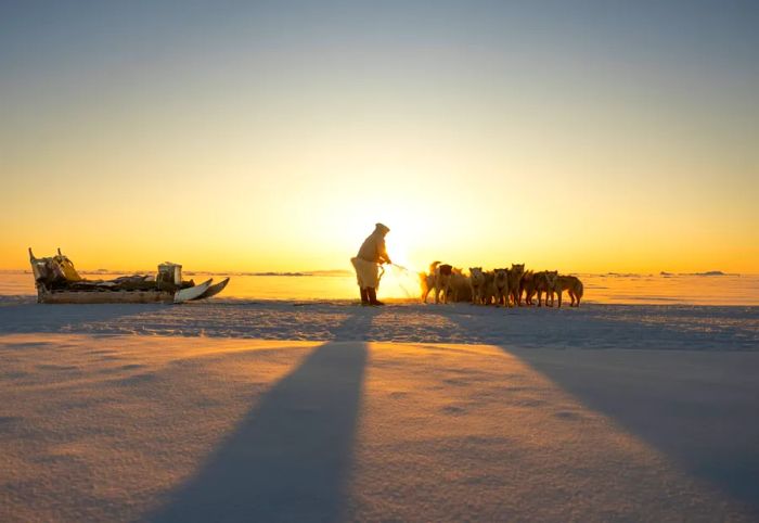 Sunlight filters softly through as a person holds the reins of a team of Inuit sledding dogs, all tethered to a sled.