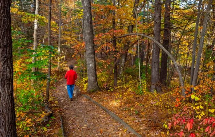 A captivating photo of an individual walking along Asheville's Mountains-to-Sea trail, surrounded by vibrant autumn foliage.