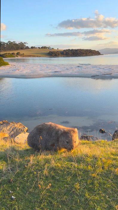 A wombat rests on a grassy patch, overlooking a body of water with sandy shores and a distant coastline in the background.