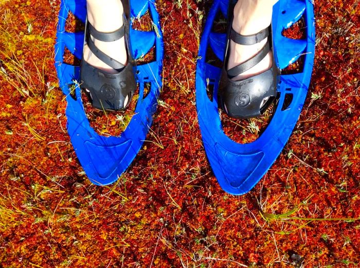 A close-up of feet in bog shoes, resembling blue plastic snowshoes, resting on a rusty red layer of peat moss.