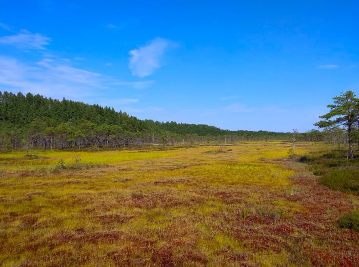 A vast expanse of yellow and brownish peat stretches to the horizon in Soomaa National Park, Estonia, flanked by green trees on either side.