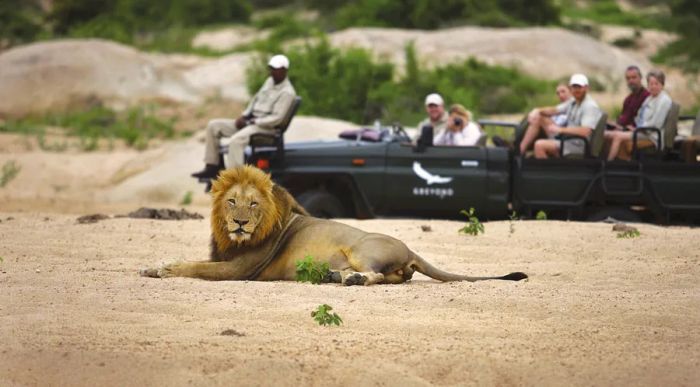 andBeyond guests enjoy a close-up view of a lion lounging on the sand from an open Jeep.