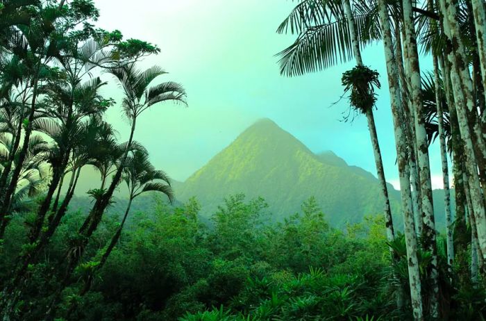 Lush tropical forest with a mountain in the background