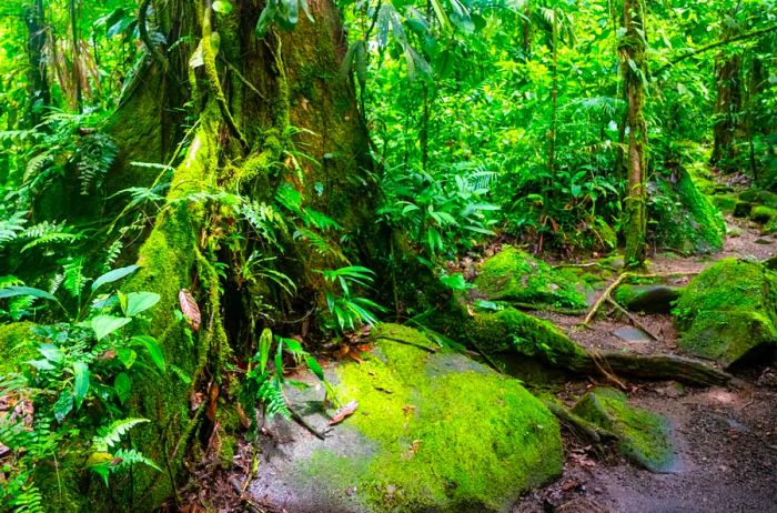 The base of a tree in Braulio Carrillo National Park