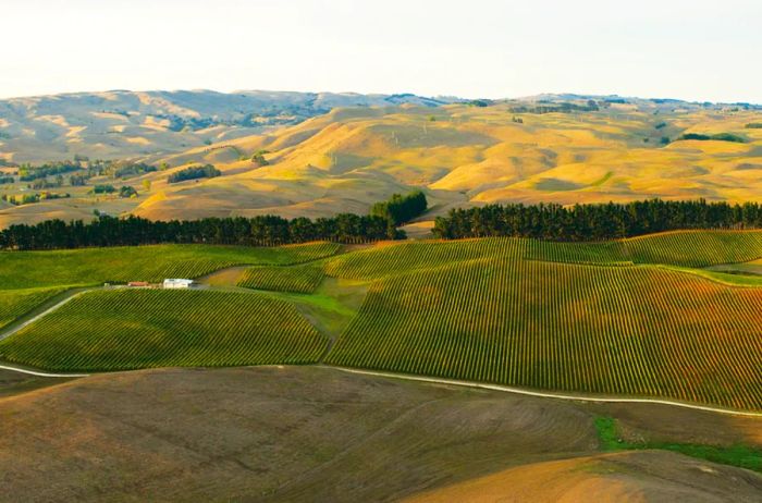 Aerial view of vineyards at Kumeu River