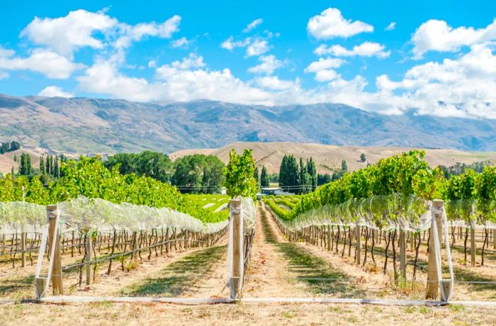 Vineyard rows in Gibbston Valley