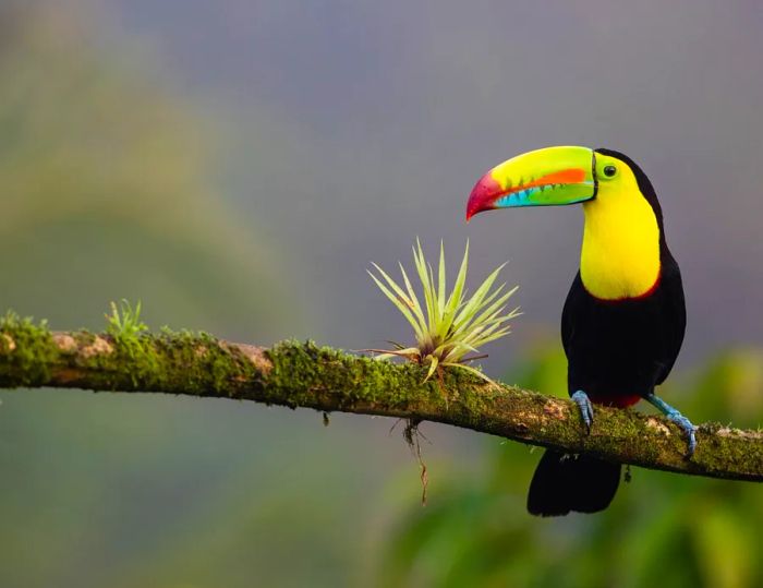 A black and yellow toucan resting on a tree branch