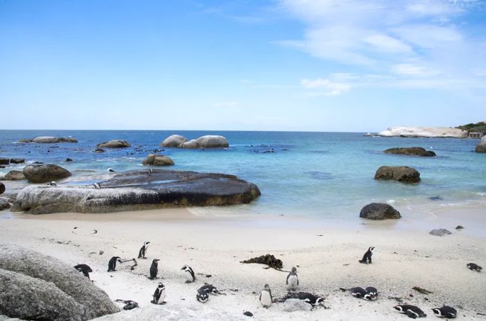 Afrique-du-Sud-Le-Cap-peninsule-plage-manchots-208953©Alexandre Sattler.jpg