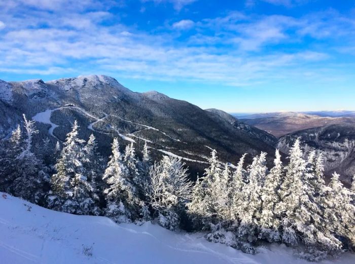 A breathtaking view from the snowy peak of Stowe on a clear day, featuring a row of snow-covered evergreens in the foreground.