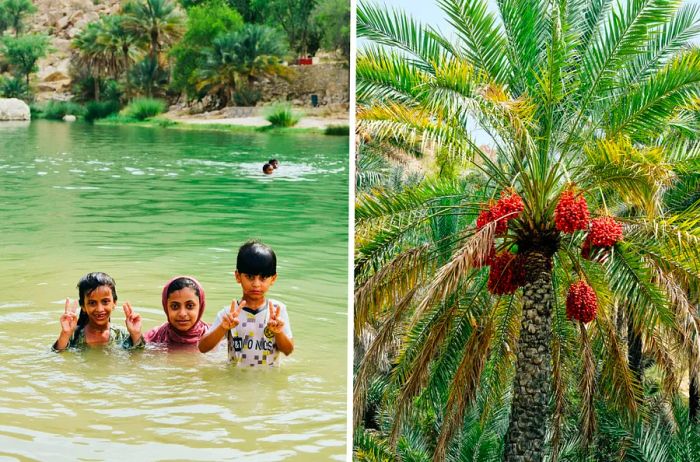 Left: A few individuals enjoying a swim in Wadi Bani Khalid. Right: A date palm laden with ripe dates.