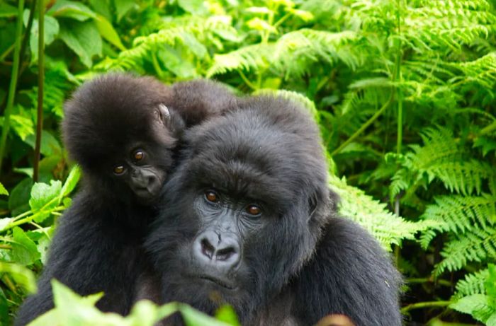 Image of a child and an adult gorilla in the jungles of Uganda.