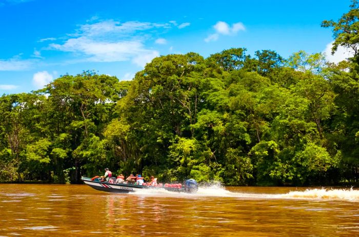 A mangrove community in Tortuguero National Park