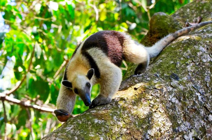 A tamandua (small anteater) ascending a tree in Corcovado National Park