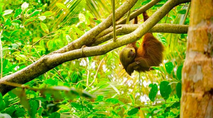 A brown sloth hanging from a tree branch