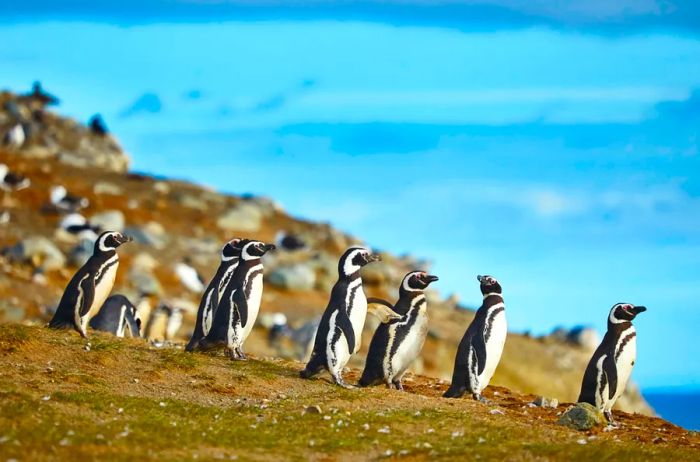 A charming group of Magellanic penguins strolling in Chile