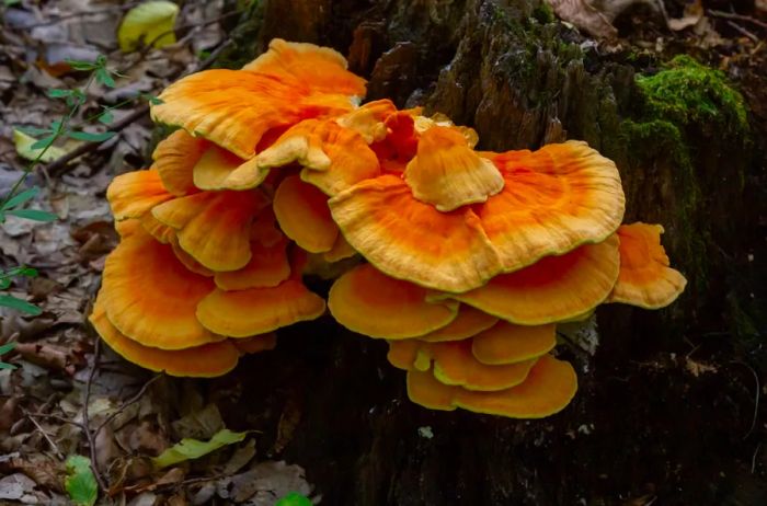 Chicken of the woods thriving on a stump