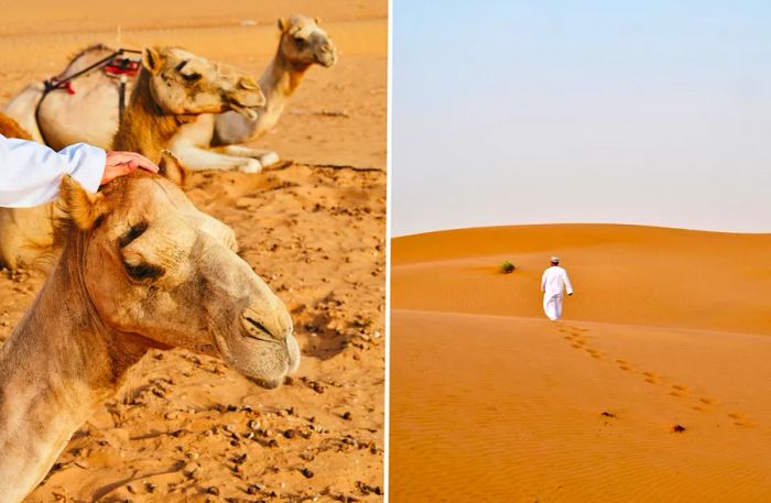 Left: Three camels resting in the Sharqiya Sands, one being gently patted. Right: A man in white attire traversing the dunes of Sharqiya Sands.