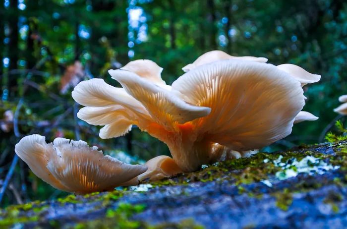 Oyster mushrooms flourishing on a dead birch tree in California.