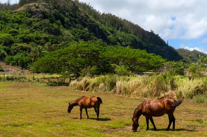 Two horses peacefully grazing in a sunny field.