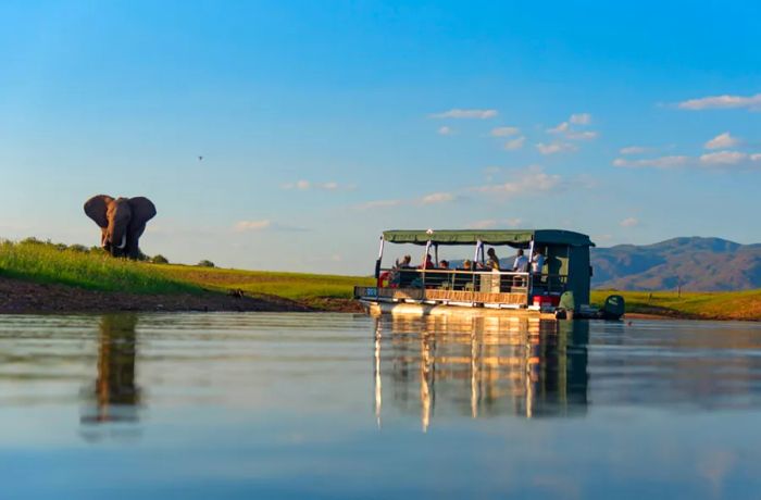 Afrique-Australe-Kariba-Elephant-BO-HP-0619- Kevin Hogan©Kevin Hogan.jpg