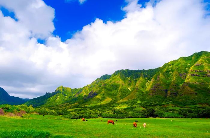 Cliffs and cattle at Kualoa Ranch, Oahu, Hawaii.