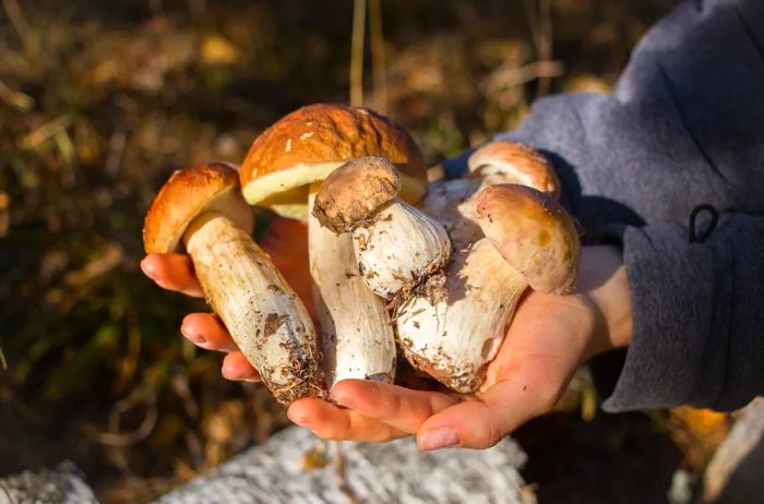 A person showcasing a harvest of porcini mushrooms