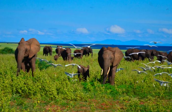 Elephants coexisting with the birds of Matusadona