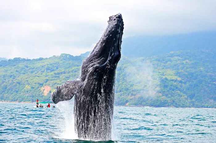 A humpback whale leaping out of the water in Costa Rican seas.