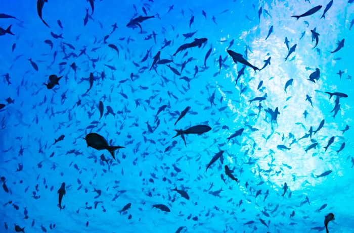 Various fish species swimming in the coastal waters of Costa Rica