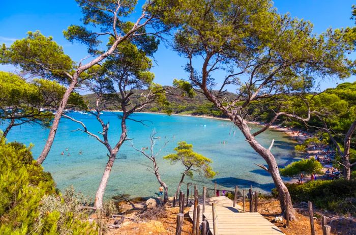 Tree-lined beach on Porquerolles, an island in southern France