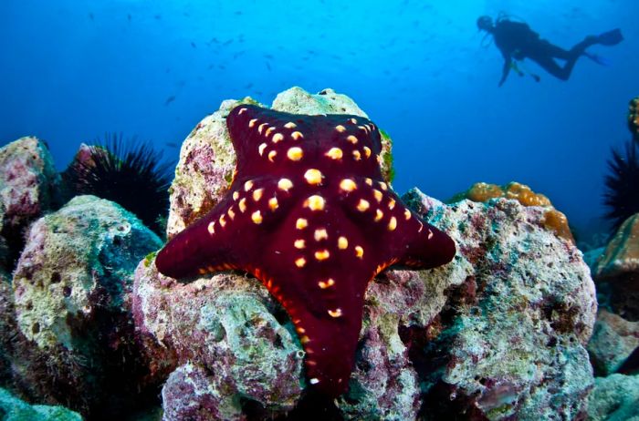 Just off the coast of Cocos Island, Costa Rica, a diver hovers above a rocky reef where a burgundy and cream-colored sea star clings tightly.