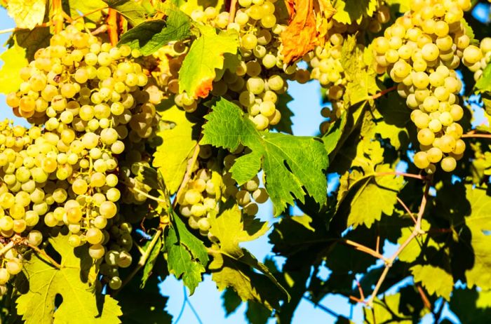 Lush green prosecco grapes on the vine