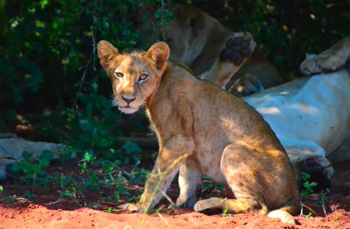 Afrique-du-sud-parc-national-matusadona-lionceau - Eric Vancleynenbreugel© Eric Vancleynenbreugel.JPG