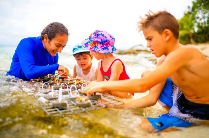 Fiji-Activities_coral-planting_Nanuku-Resort.jpg