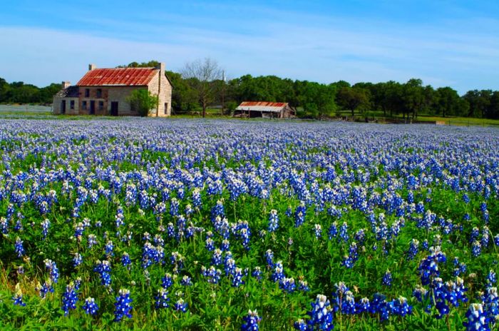 A stunning field of bluebonnets located near the Bluebonnet House in Marble Falls