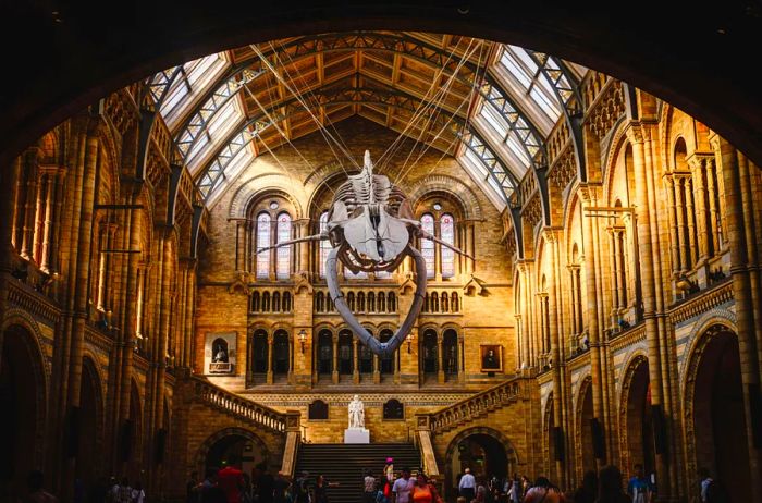 A blue whale skeleton hanging gracefully in the main hall of London’s Natural History Museum.