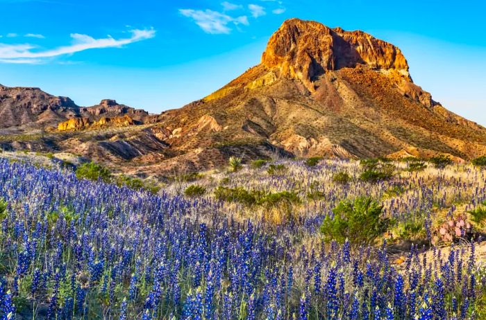 A vibrant field of bluebonnets near Cerro Castella in Big Bend National Park