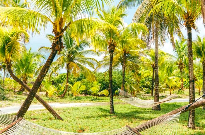 A few unoccupied hammocks swaying among a cluster of palm trees in the Bahamas