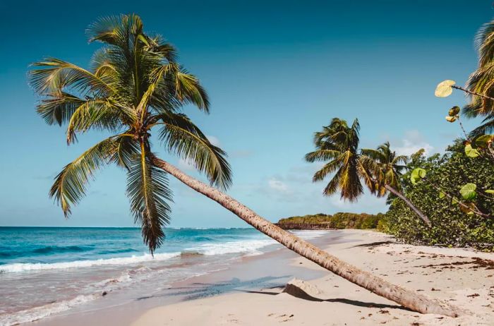 beach in Martinique