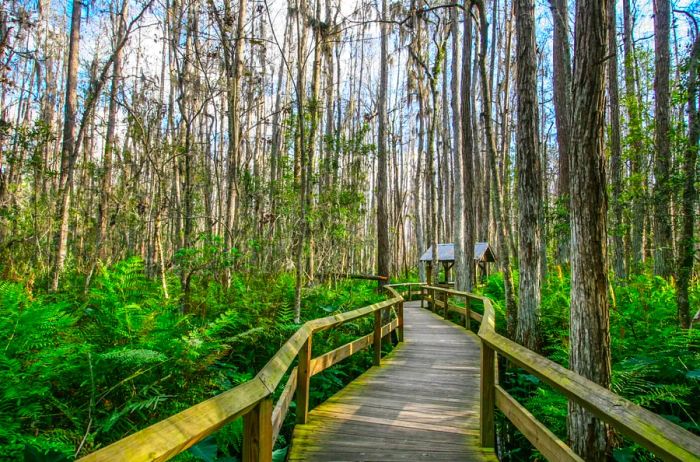 A wooden boardwalk elevated above the ground in Everglades National Park, surrounded by a dense forest of trees.