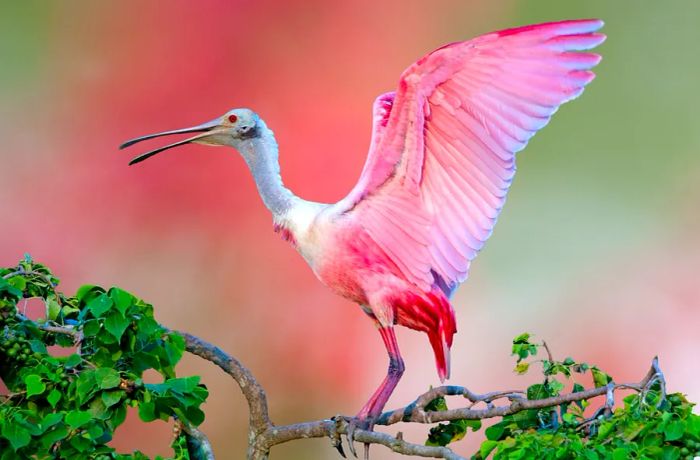 A roseate spoonbill taking off from a tree branch.