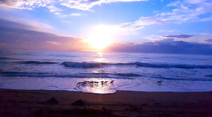 A flock of sandpipers along the tranquil shores of Hutchinson Island at sunset.