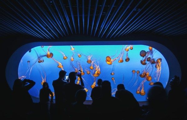 Monterey Bay Aquarium. (Photo by Denny Soetiono/EyeEm/Getty Images)