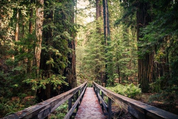 Montgomery Woods State Natural Reserve located in Mendocino County. (Photo by GaryKavanagh/Getty Images)