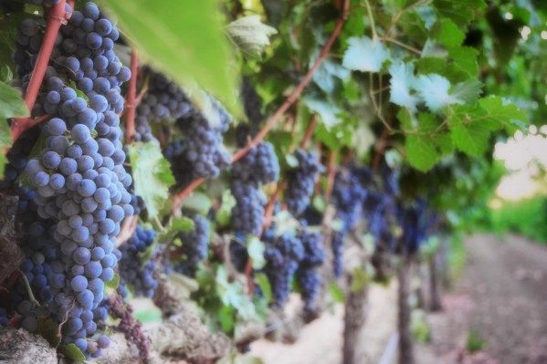 Napa, California. (Photo by Emily Kent Photography/Getty Images)