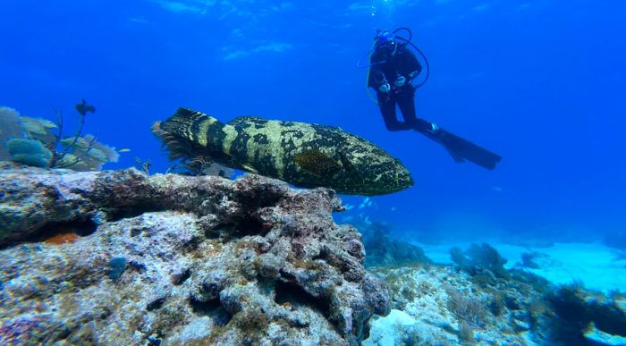 A large goliath grouper swimming in the waters of the Florida Keys