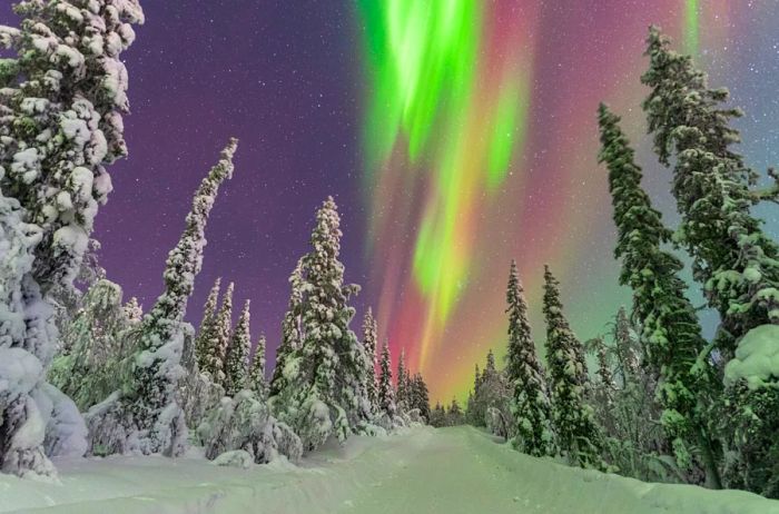 A display of predominantly green northern lights illuminating a starry night sky over a snowy forest.