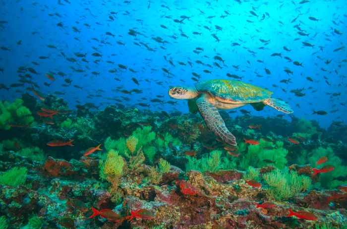 A green sea turtle glides gracefully underwater at Floreana Island, Galapagos Islands