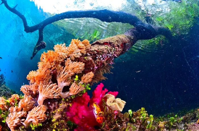 Coral at Blue Water Mangrove, Misool Island, Raja Ampat, Indonesia