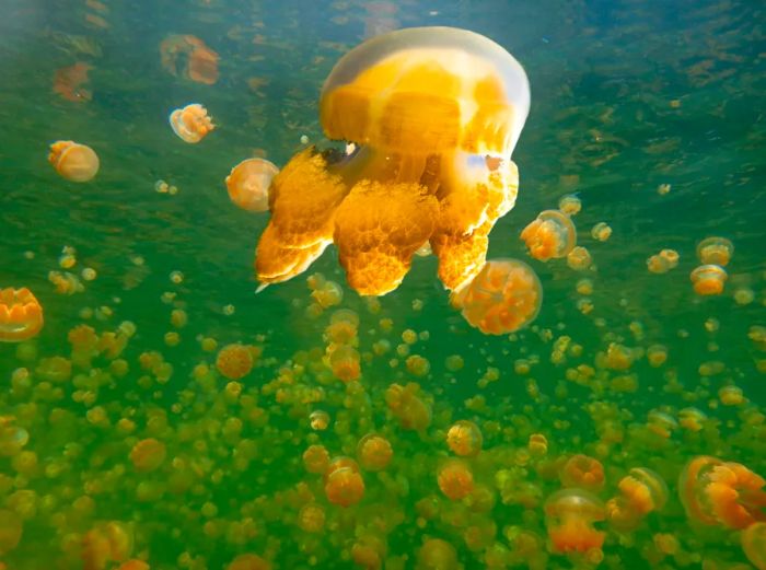 Jellyfish in Jellyfish Lake, Palau